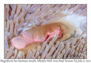 Magnificent Sea Anemone mouth