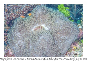 Magnificent Sea Anemone