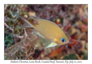 Ambon Chromis