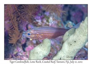 Tiger Cardinalfish