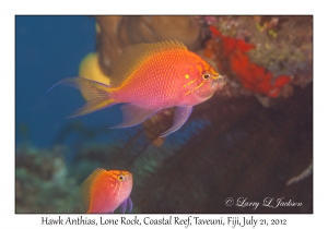 Hawk Anthias