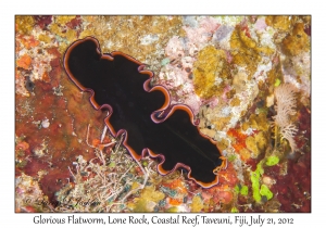 Glorious Flatworm