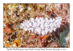 Pipek's Phyllidiopsis