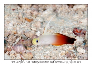 Fire Dartfish