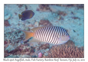 Black-spot Angelfish, male