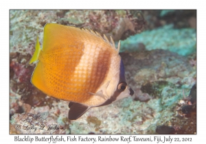 Blacklip Butterflyfish