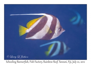 Schooling Bannerfish