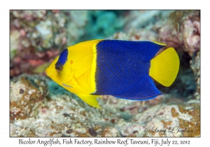 Bicolor Angelfish