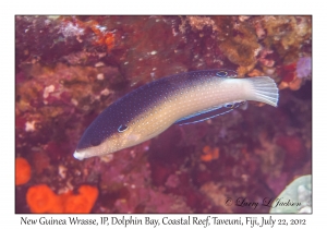 New Guinea Wrasse