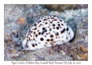 Tiger Cowrie