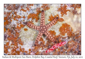 Indian Sea Star