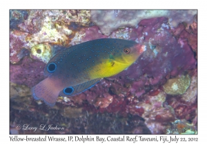 Yellow-breasted Wrasse