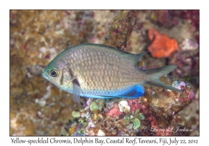 Yellow-speckled Chromis