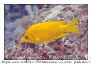 Slingjaw Wrasse