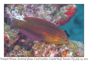 Twospot Wrasse