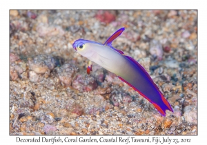 Decorated Firefish