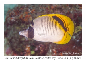 Spot-nape Butterflyfish