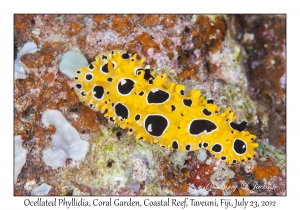 Ocellated Phyllidia