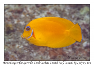 Mimic Surgeonfish