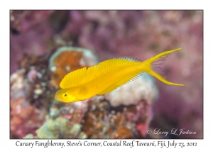 Fiji Fangblenny