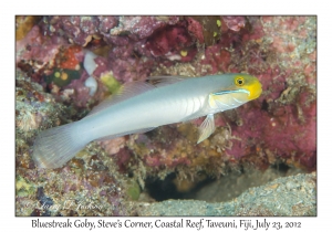 Bluestreak Goby