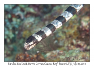 Banded Sea Krait