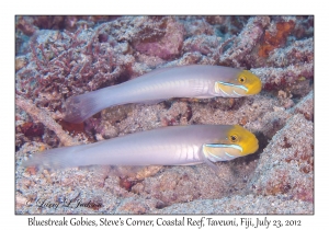 Bluestreak Gobies