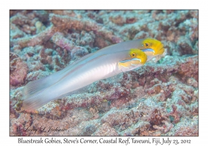 Bluestreak Goby