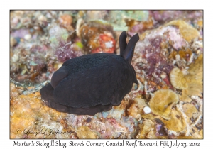 Marten's Sidegill Slug