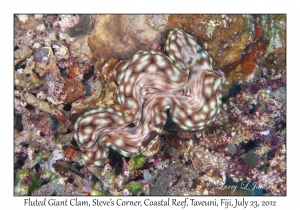 Fluted Giant Clam