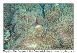 Magnificent Sea Anemones