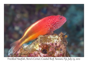 Freckled Hawkfish