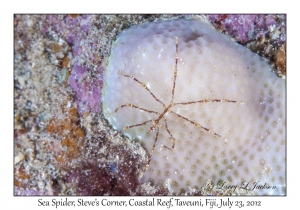 Sea Spider