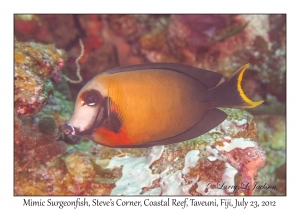 Mimic Surgeonfish