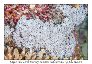 Organ Pipe Coral