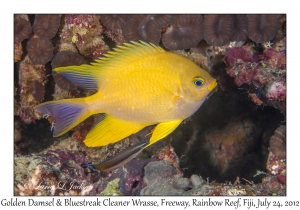 Golden Damsel & Bluestreak Cleaner Wrasse