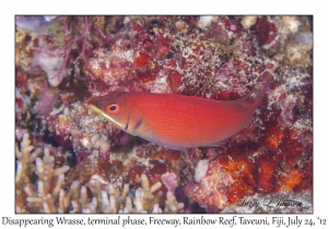 Disappearing Wrasse