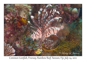 Common Lionfish