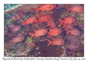 Bigscale & Blotcheye Soldierfish