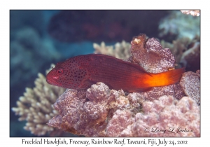 Freckled Hawkfish