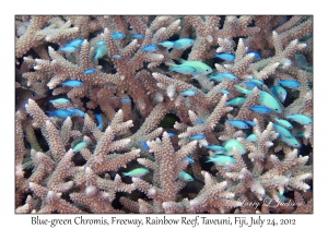 Blue-green Chromis