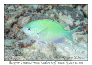 Blue-green Chromis