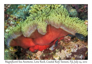 Magnificent Sea Anemone