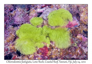 Algae