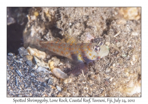 Spotted Shrimpgoby