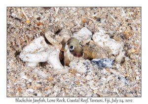 Blackchin Jawfish