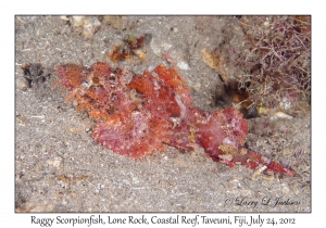 Raggy Scorpionfish