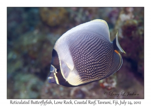 Reticulated Butterflyfish