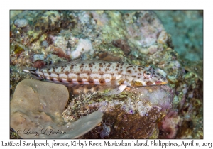 Latticed Sand Perch, female