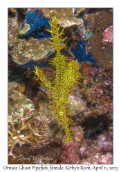 Ornate Ghose Pipefish, female